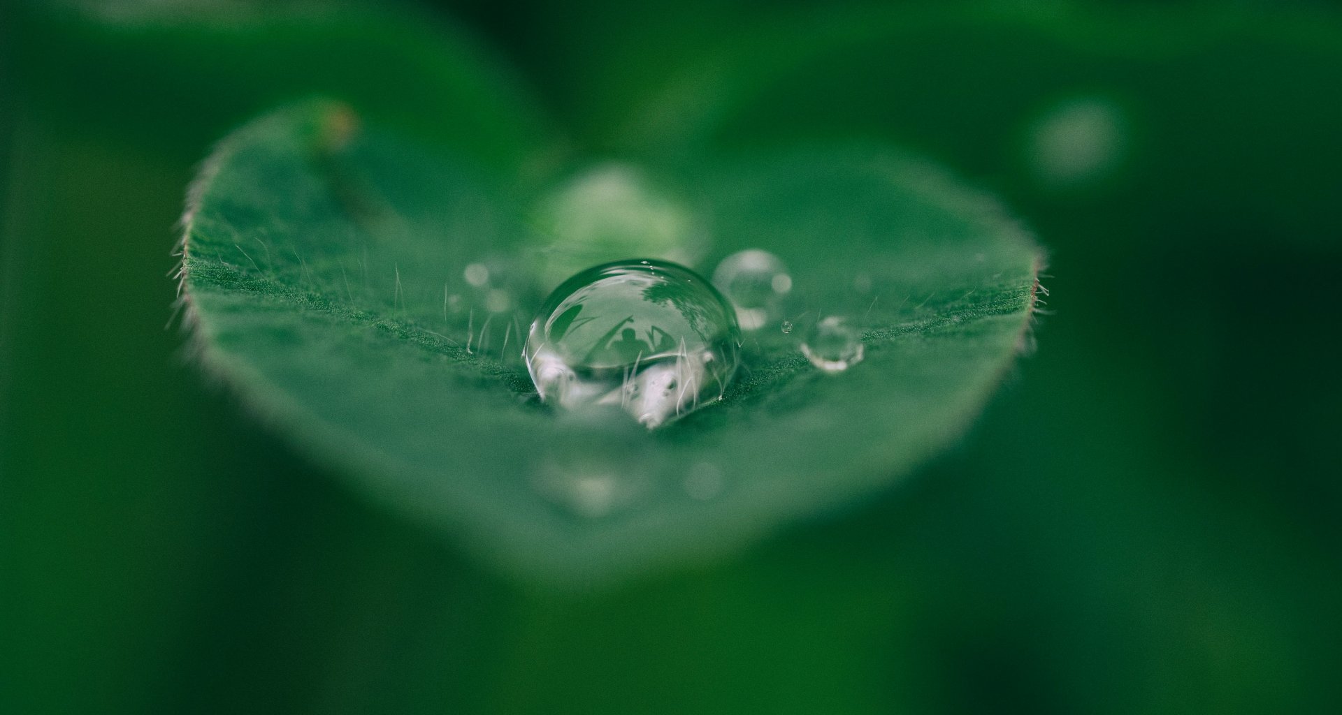 Wassertropfen auf Blatt